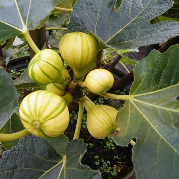 Fig Tree (Panache/Tiger)