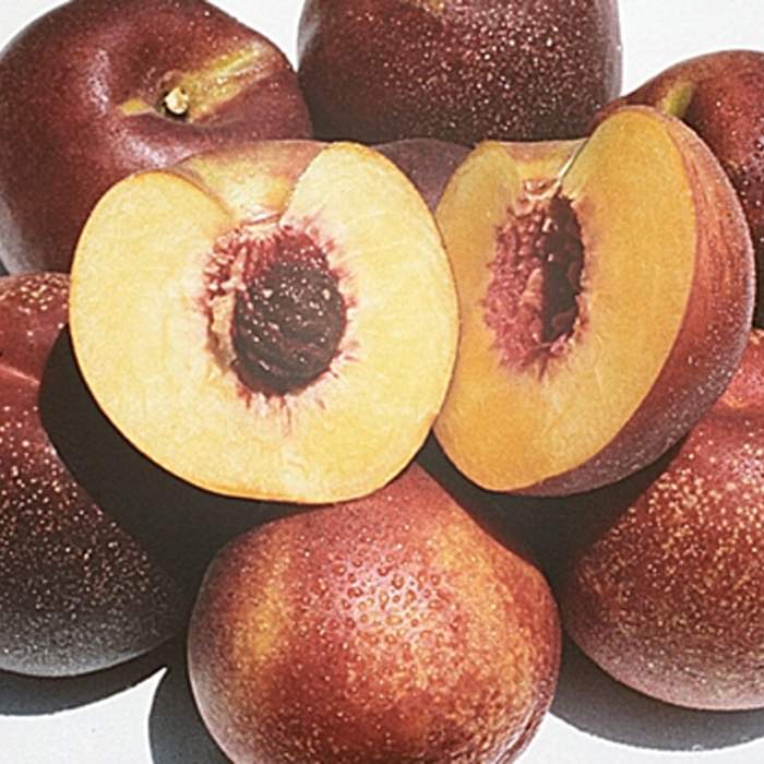 Nectarine (Panamint)