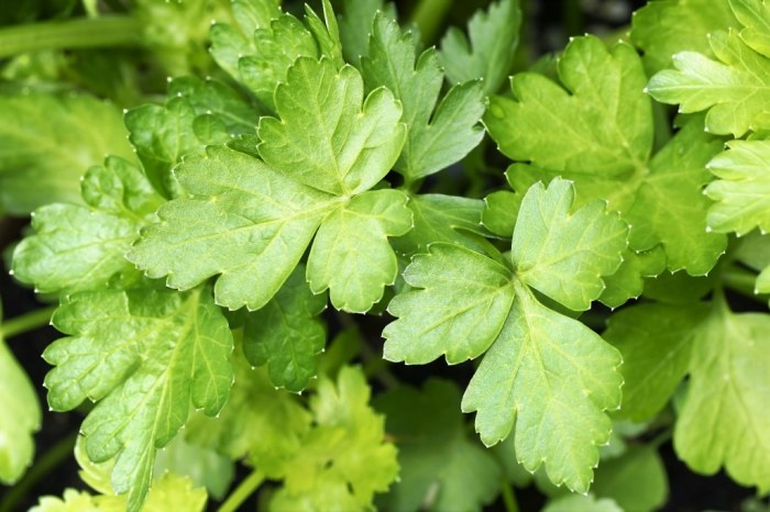 Parsley (Italian Flat Leaf)