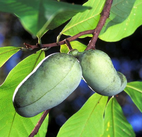 Pawpaw (KSU-Atwood)