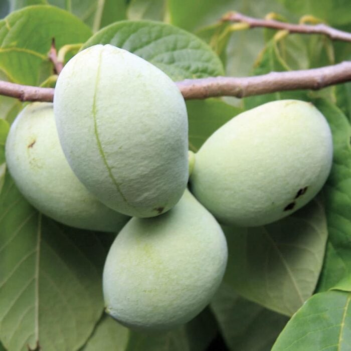 Pawpaw (Mango)