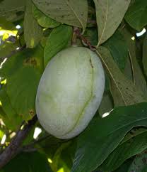Pawpaw (Overleese)