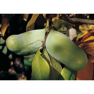 Pawpaw (Rebecca's Gold)