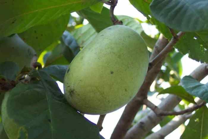 Pawpaw (Wabash)