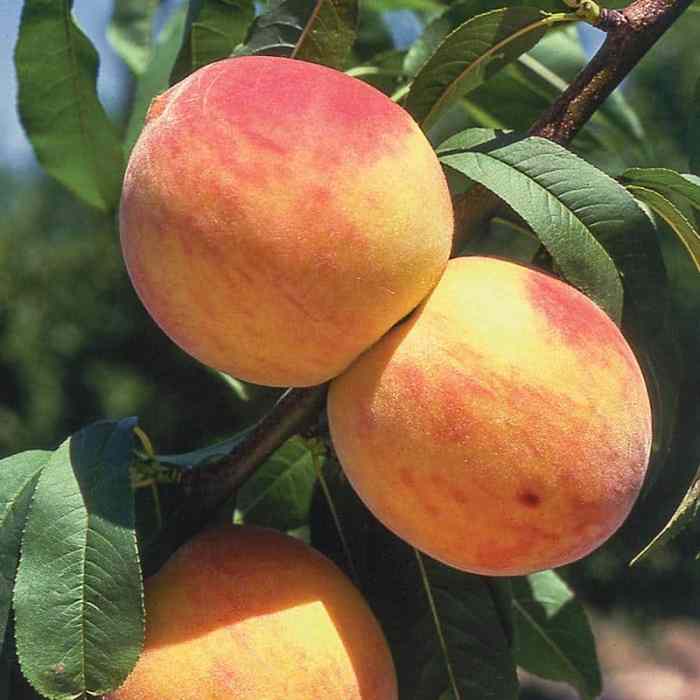 Peach Tree (Oregon Curl-Free)