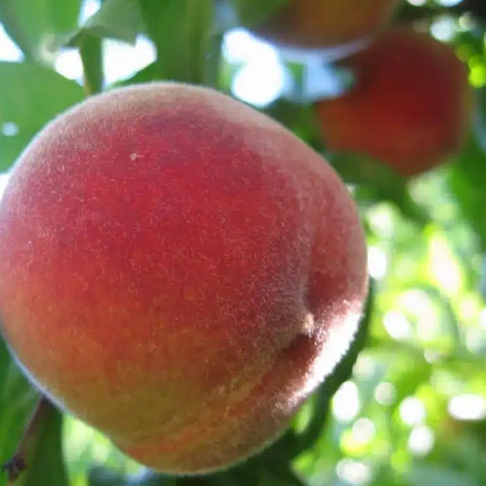 4 in 1 Combination Peach Tree