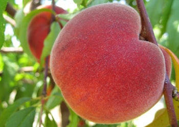Peach Tree (Vivid)
