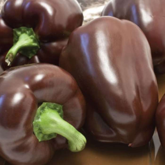 Pepper (Sweet Chocolate)