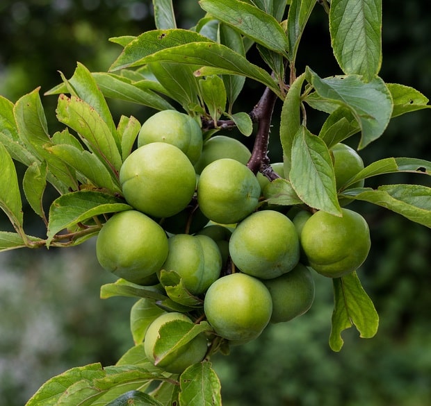 Persian Green Plum