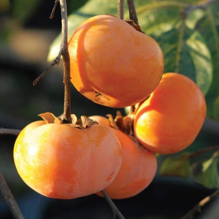 Persimmon Tree (Early Jiro)