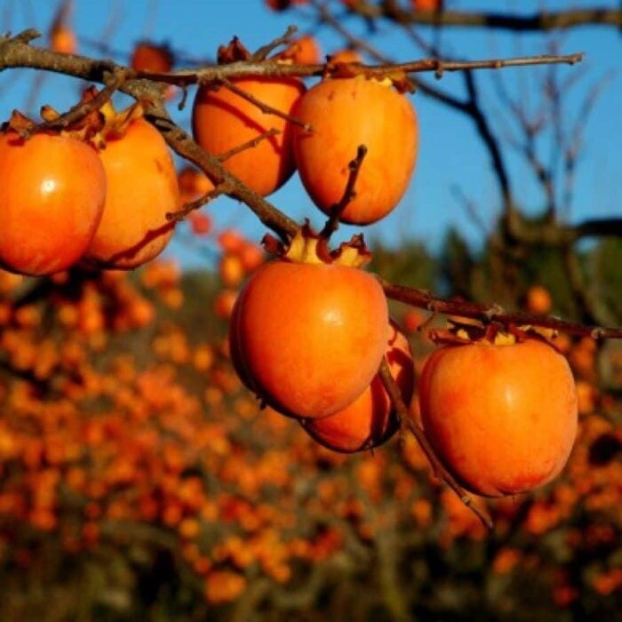 Persimmon Tree (Hachiya)