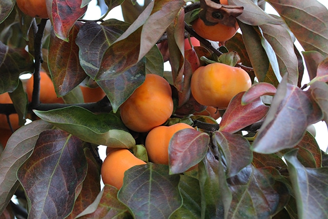 Persimmon (NIkita's Gift)