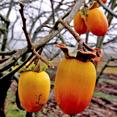 Persimmon Tree (Saijo)