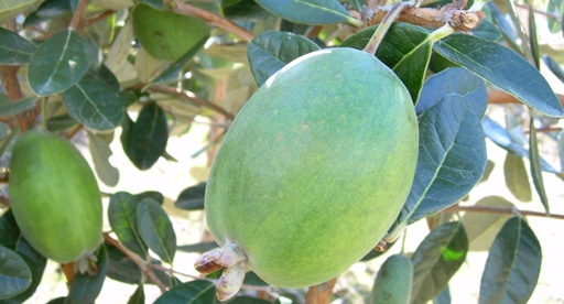 Pineapple Guava (Anatoki ™)