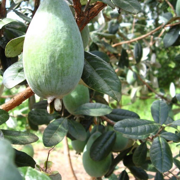 Pineapple Guava (Apollo)