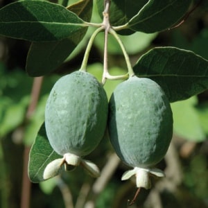 Pineapple Guava (Grown from Seed)