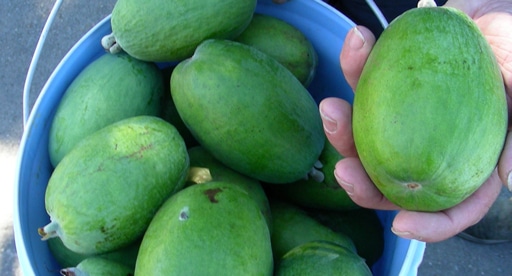 Pineapple Guava Bundle (NZ varieties)