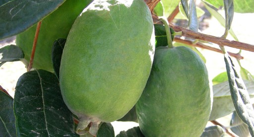 Pineapple Guava (Kakariki ™ )