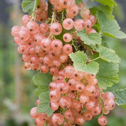 Pink Currant (Champagne)