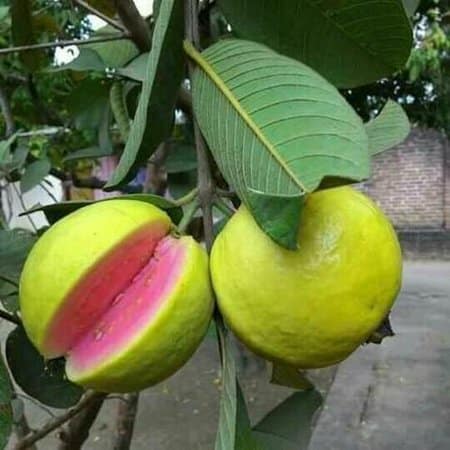 Mexican Guava
