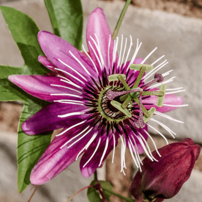 Pinkpop Passion Flower