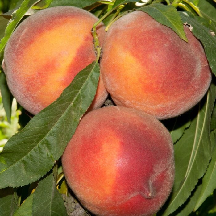 2 in 1 Miniature Peach & Nectarine
