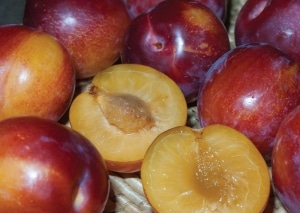 Pluerry (Sugar Twist)