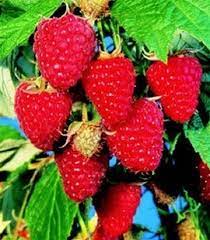 Raspberry (Polka Everbearing)