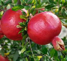 Pomegranate (Favorite)