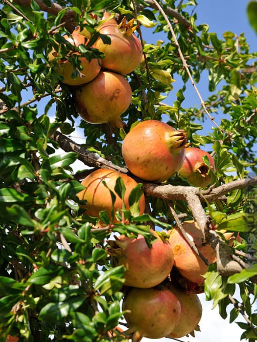 Pomegranate Tree (Haku-Botan)