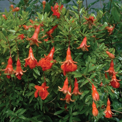 Pomegranate (Sochi Dwarf)