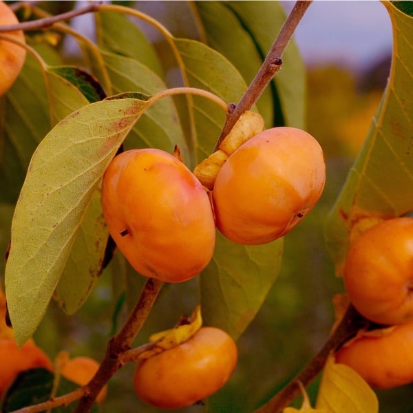 American Persimmon Tree (Prairie Star®)