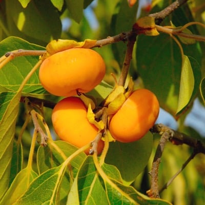 American Persimmon Tree (Prairie Sun®)