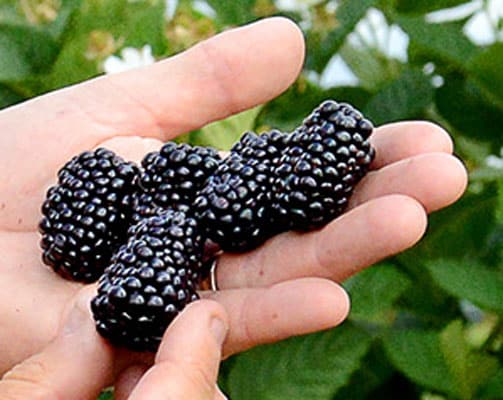 Blackberry (Prime Ark Freedom)