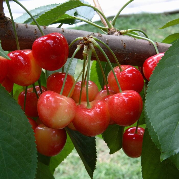 Cherry Tree (Rainier)