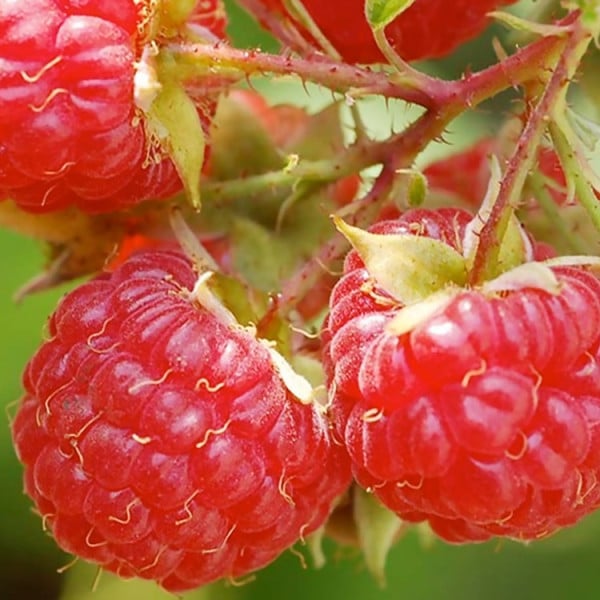 Raspberry (Caroline)