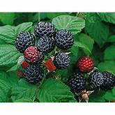 Black Raspberry ( Jewel)