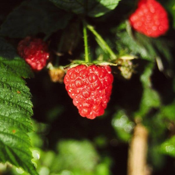 Raspberry Plant (Meeker)