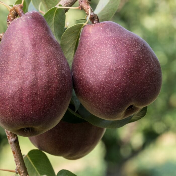 Pear Tree (Red Bartlett)
