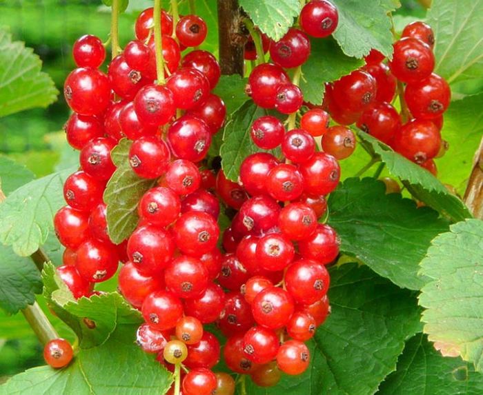 Red Currant (Red Cherry)