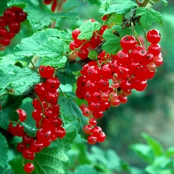 Red Currant (Red Lake)