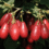 Cornelian Cherry Growing Guide