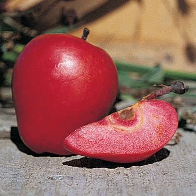 Apple Tree (Redlove Calypso)