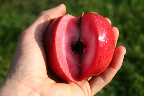 Apple Tree (Redlove Odysso)