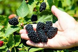 Blackberry (Prime-Ark Horizon)