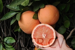 Grapefruit (Rio Red)