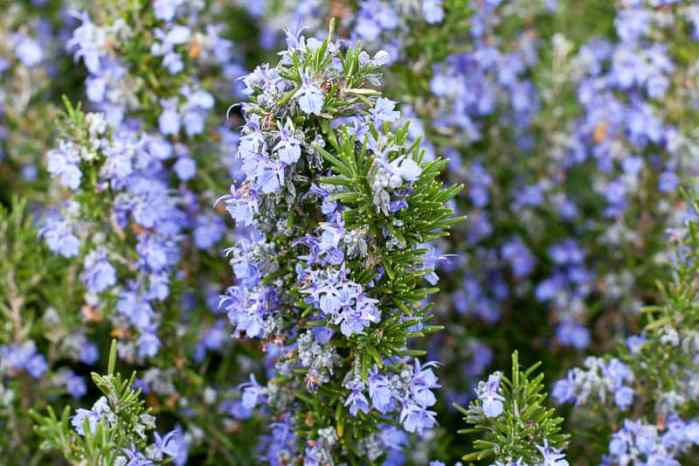 Rosemary (Tuscan Blue)