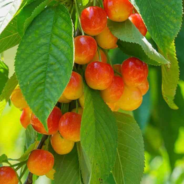 Cherry Tree (Royal Ann)