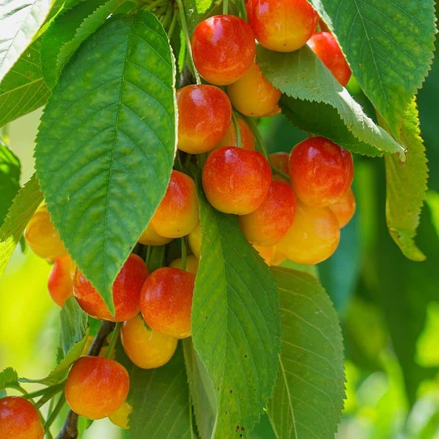 Cherry Tree (Royal Ann)