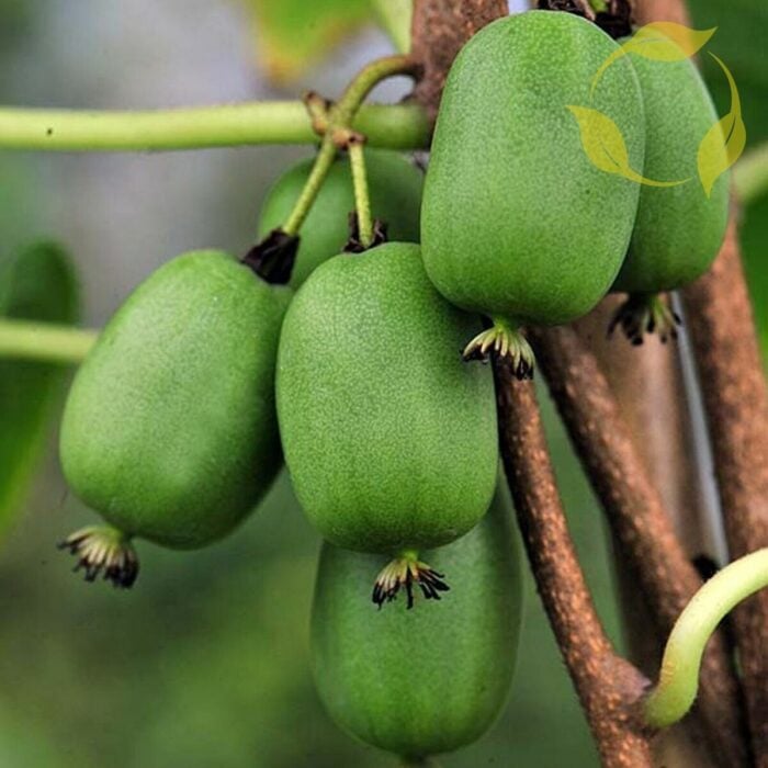 Kiwi Berry (Rossana)